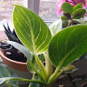 Meet your Posher, Noelle